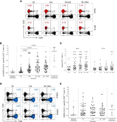 Humoral and cellular immune responses to CoronaVac up to one year after vaccination